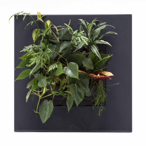 LivePicture GO Grau, Pflanzenbild von Mobilane zur Raumteilung, Innenraumbegrünung, Platzeinsparung, Arbeitsklima, Dekoration und als Geschenkidee